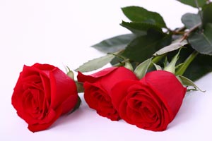 Imagen ilustrativa del artículo Cómo conservar las rosas cortadas