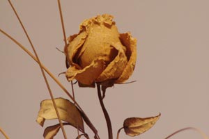 Imagen ilustrativa del artículo Cómo hacer un bouquet de rosas secas