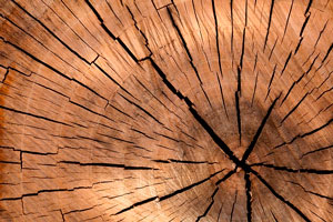 Imagen ilustrativa del artículo Ideas decorativas para hacer con un tronco de madera