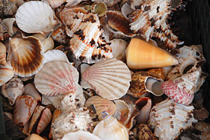 Imagen ilustrativa del artículo Ideas para crear formas con caracoles y topiarios de mar