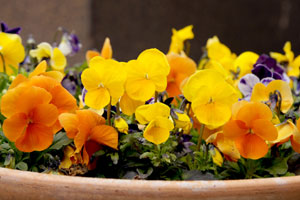 Imagen ilustrativa del artículo Cómo sembrar flores en el jardín