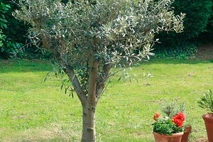 Imagen ilustrativa del artículo Cómo plantar un árbol en el jardín