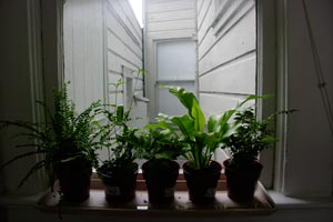 Cuidados de las plantas de interior: Luz y temperatura