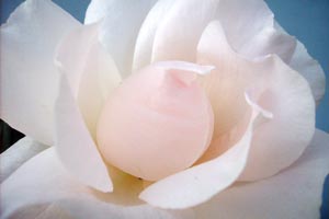 Imagen ilustrativa del artículo Cómo hacer rosas con cintas de seda