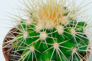 Decorar interiores con cactus